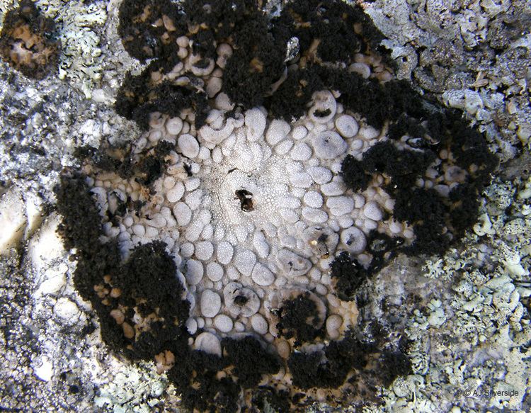 Lasallia pustulata Lasallia pustulata images of British lichens