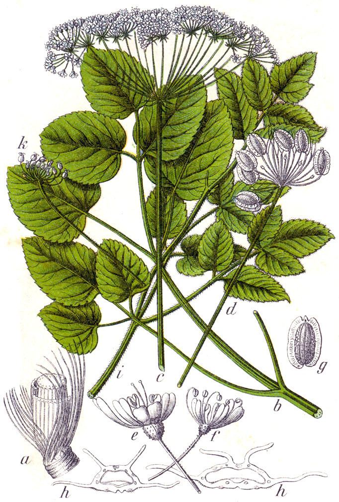 Laserpitium Laserpitium latifolium L Checklist View