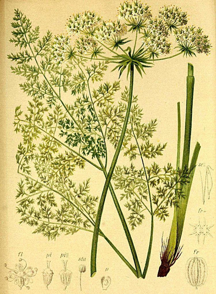Laserpitium FileLaserpitium hirsutum Atlas Alpenflorajpg Wikimedia Commons