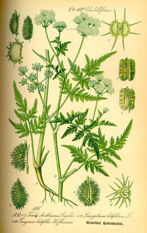 Laserpitium latifolium Laserpitium latifolium Specie della flora italiana