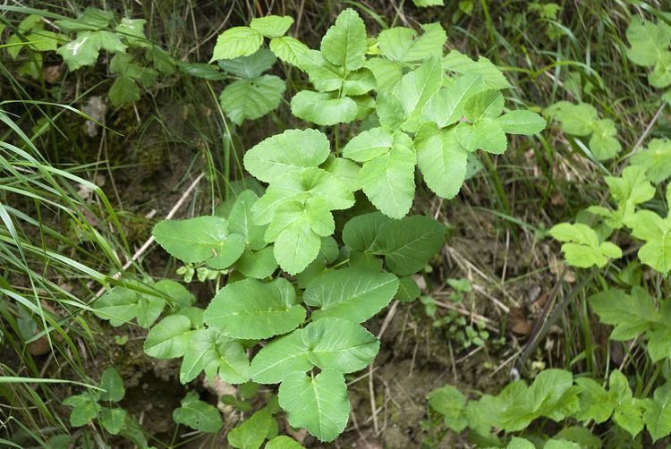 Laserpitium latifolium FileLaserpitium latifolium parfondru 02 25052008 1jpg Wikimedia