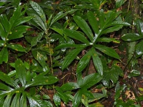 Lasia Lasia spinosa Useful Tropical Plants