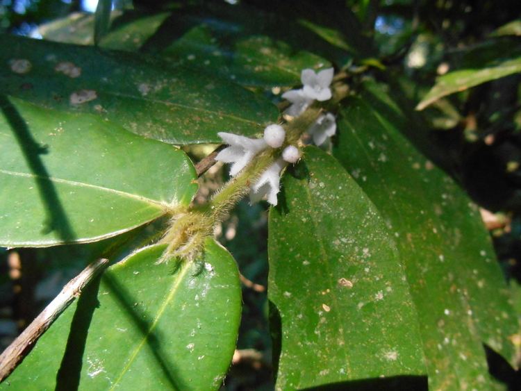 Lasianthus Diversity of genus Lasianthus Jack Rubiaceae in Thailand