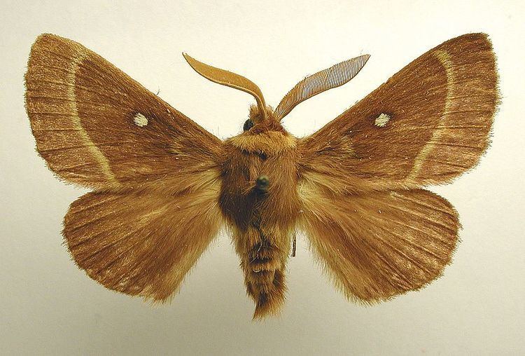 Lasiocampa trifolii Kleine hageheld Wikipedia