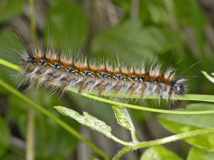 Lasiocampidae FileLasiocampidae Eriogaster cataxJPG Wikimedia Commons