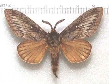 Lasiocampidae nitrobiosciarizonaeduzeebbutterfliesfigsmot