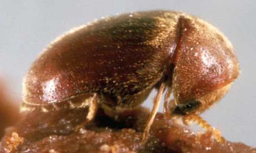 Lasioderma cigarette beetle Lasioderma serricorne F