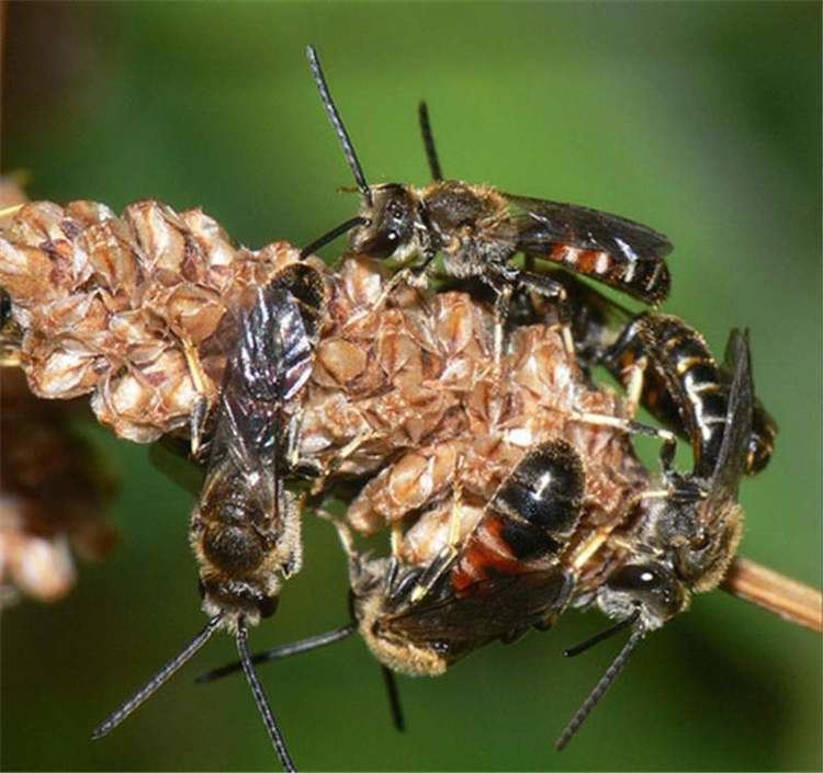 Lasioglossum Factsheet Lasioglossum bees