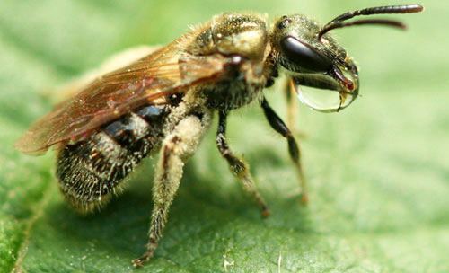 Lasioglossum sweat or halictid bees