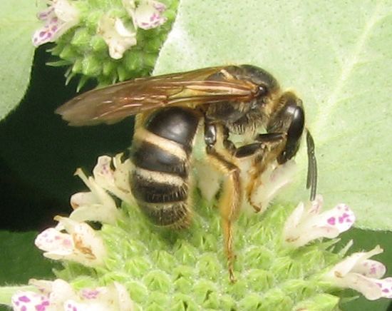 Lasioglossum Lasioglossum Wikipedia