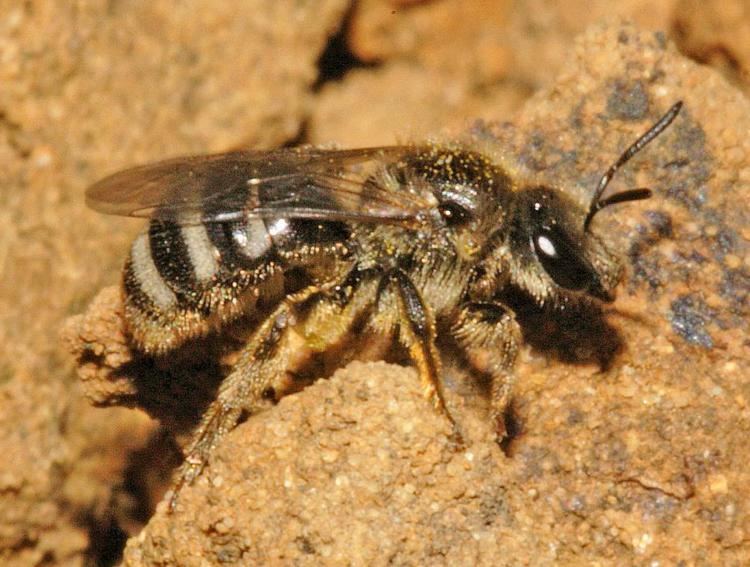 Lasioglossum Lasioglossum leucozonium Schrank1781 BWARS