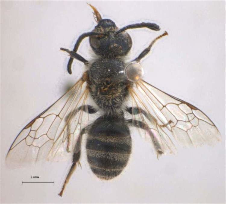 Lasioglossum Factsheet Lasioglossum bees