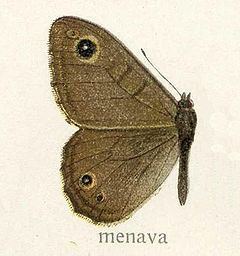 Lasiommata menava httpsuploadwikimediaorgwikipediacommonsthu
