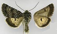 Lasionycta illima httpsuploadwikimediaorgwikipediacommonsthu