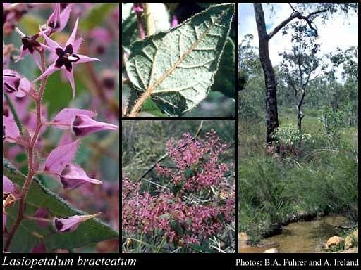Lasiopetalum Lasiopetalum bracteatum Endl Benth FloraBase Flora of Western