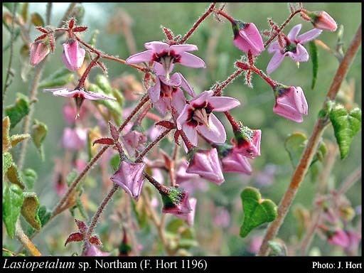 Lasiopetalum Lasiopetalum sp Northam F Hort 1196 FloraBase Flora of Western