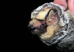 Lasiurus Lasiurus cinereus Bats of Texas