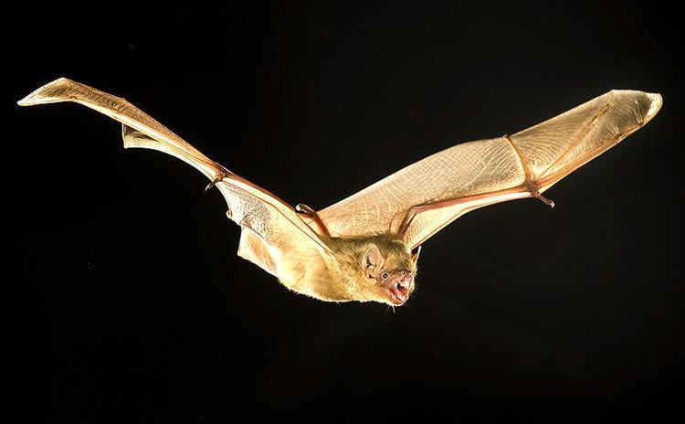 Lasiurus Northern yellow bat Wikipedia