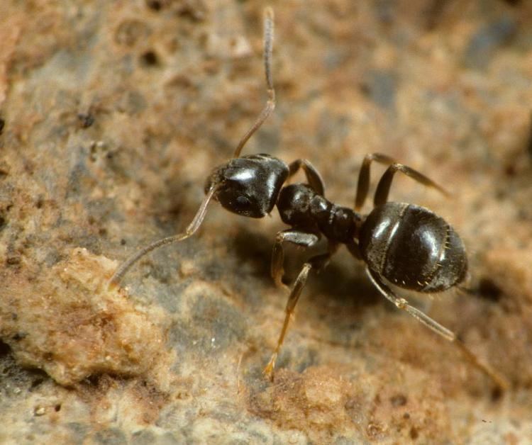 Lasius alienus Lasius alienus Foerster 1850 BWARS