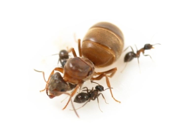 Lasius brunneus ANTSTORE Ameisenshop Ameisen kaufen Lasius brunneus