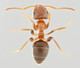 Lasius brunneus Lasius brunneus Latreille 1798 Brown Ant