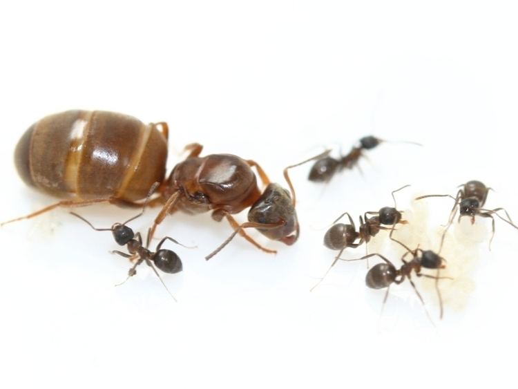 Lasius brunneus ANTSTORE Ameisenshop Ameisen kaufen Lasius brunneus