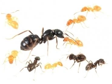 Lasius fuliginosus ANTSTORE Ameisenshop Ameisen kaufen Lasius fuliginosus