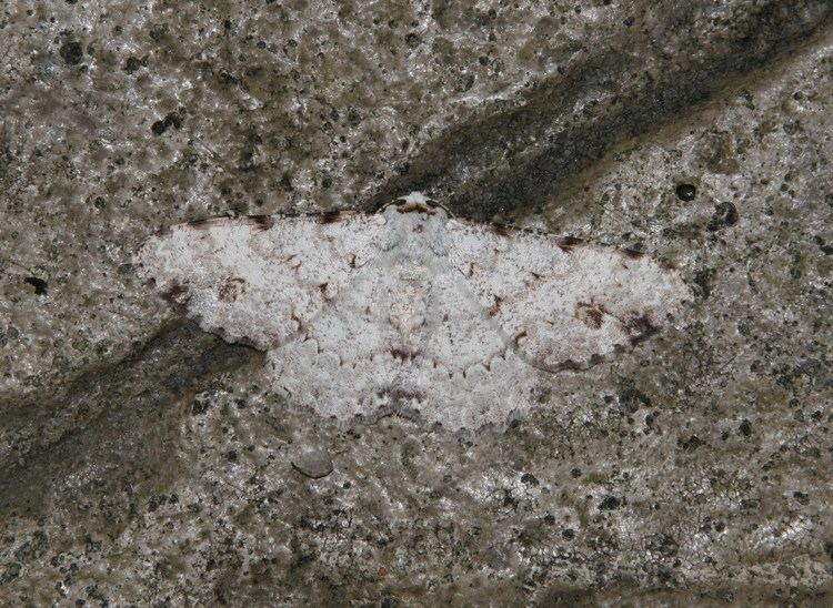 Lassaba acribomena