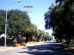 Lassen Street Olive Trees (Chatsworth, California) httpsuploadwikimediaorgwikipediacommonsthu