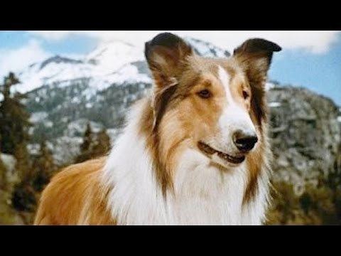 Lassie The Story Of Lassie YouTube