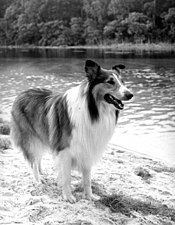 Lassie httpsuploadwikimediaorgwikipediacommonsthu