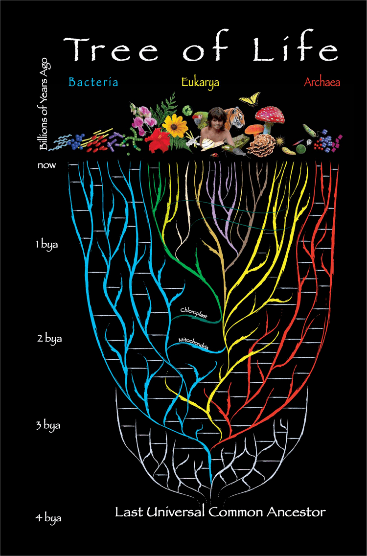 last-universal-common-ancestor-alchetron-the-free-social-encyclopedia