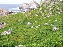 Lasthenia maritima httpsuploadwikimediaorgwikipediacommonsthu