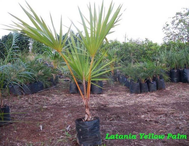 Latania Latania Yellow Palm Plant Manufacturer inChennai Tamil Nadu India by