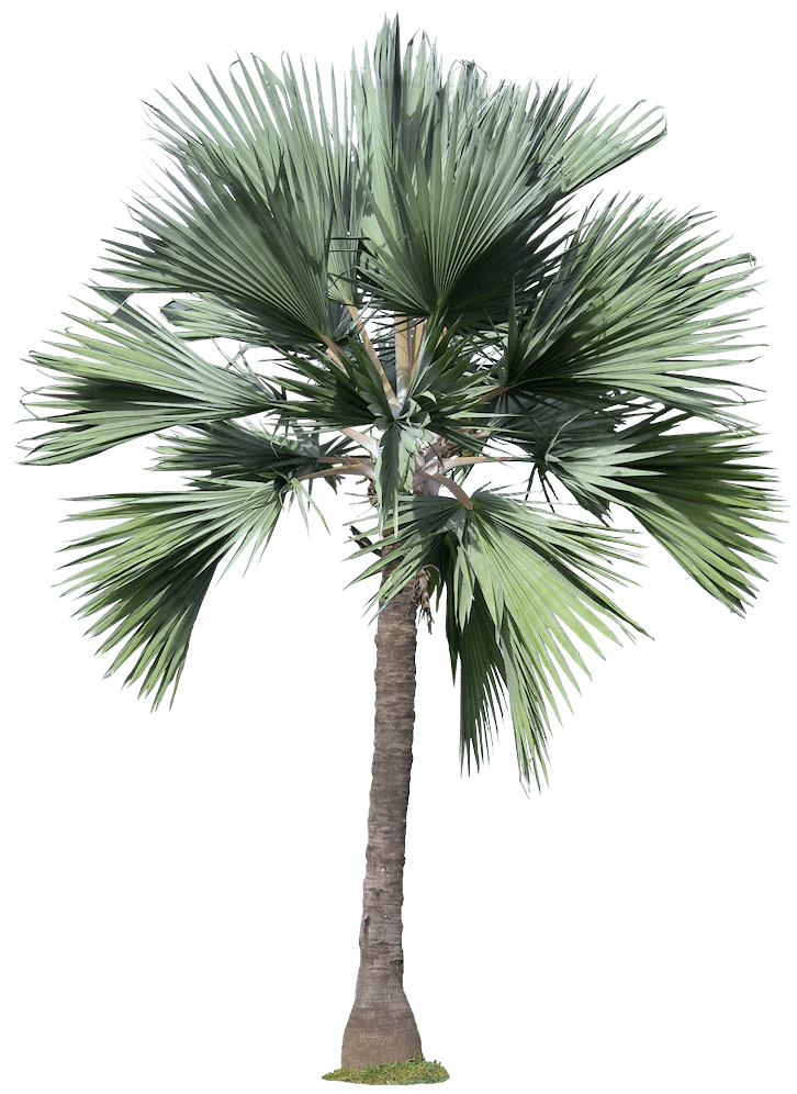 Latania Tropical Plant Pictures Latania loddigesii MartBlue Latan Palm
