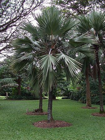 Latania loddigesii Latania loddigesii Palmpedia Palm Grower39s Guide