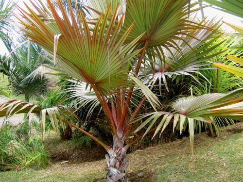 Latania lontaroides Red Latan Palm Latania lontaroides Tropical gardens plants and