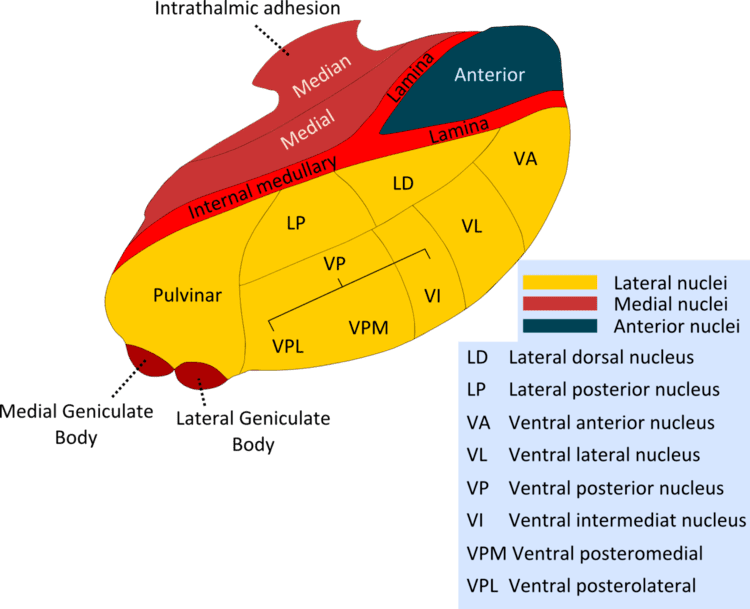 Lateral dorsal nucleus of thalamus