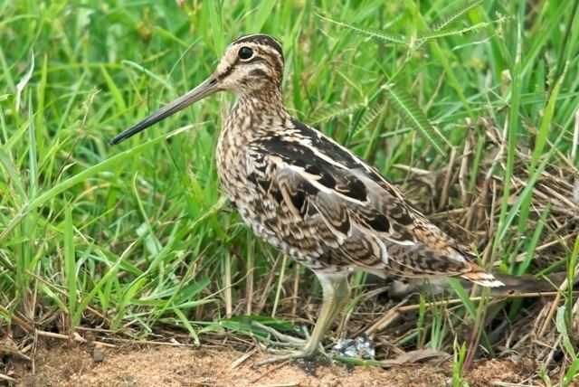 Latham's snipe Queensland Wader Study Group Shorebird research and conservation