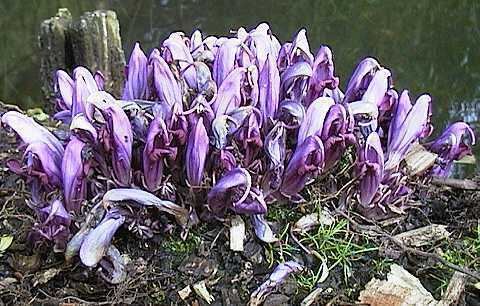 Lathraea Lathraea clandestina Purple toothwort