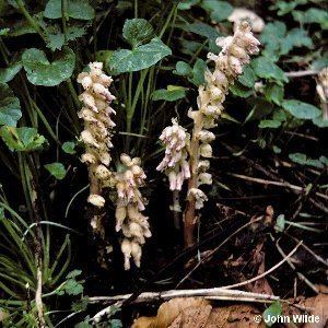 Lathraea Lathraea squamaria L Toothwort Flora of Northern Ireland