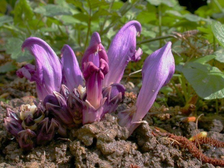 Lathraea Lathraea clandestina Purple toothwort