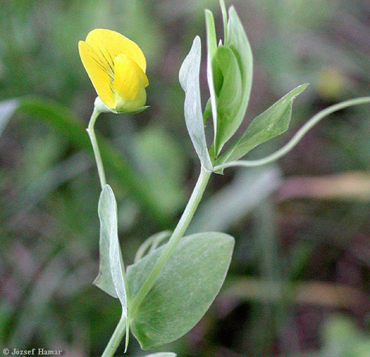Lathyrus aphaca Lathyrus aphaca yellow vetchling Go Botany