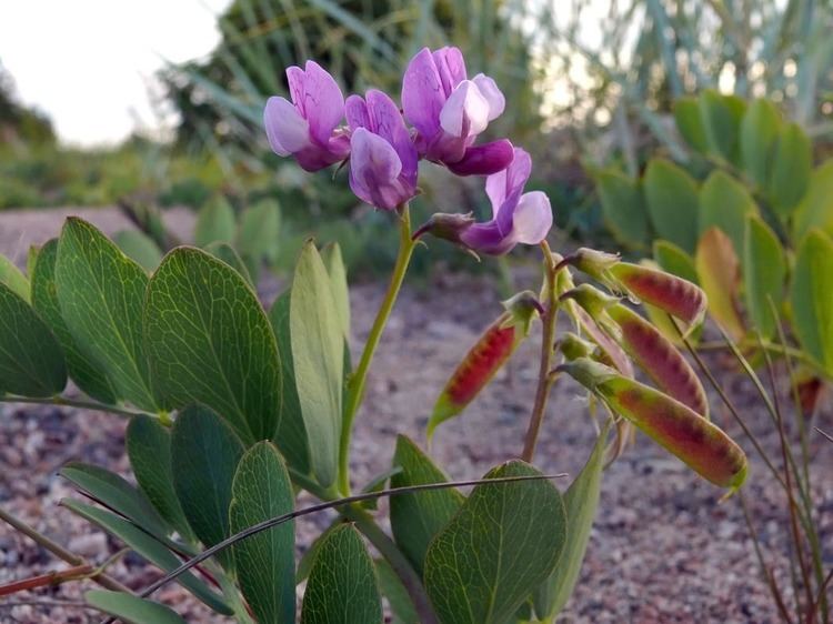 Lathyrus japonicus wwwluontoportticomsuomiimages8929jpg