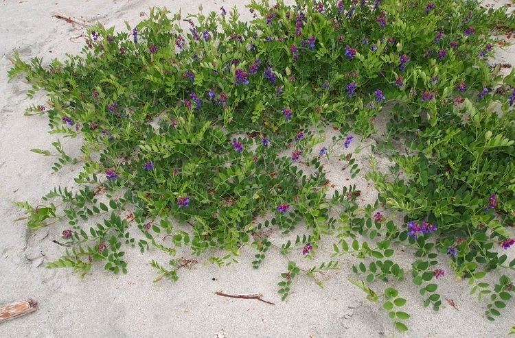 Lathyrus japonicus Beach pea Lathyrus japonicus Biodiversity of the Central Coast