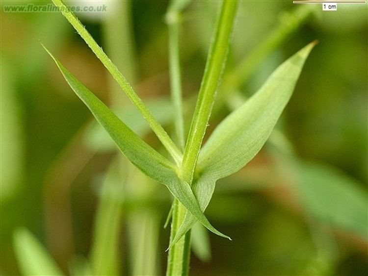 Lathyrus pratensis Lathyrus pratensis meadow vetchling Go Botany