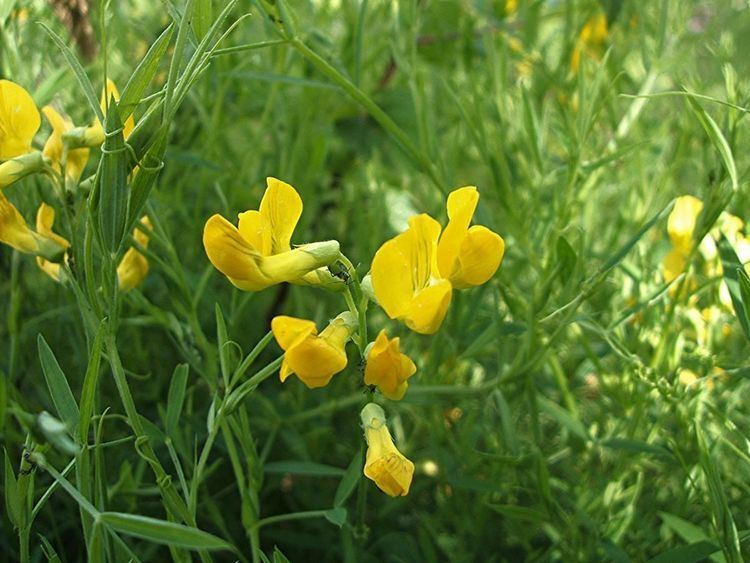 Lathyrus pratensis Lathyrus pratensis Meadow Vetchling is a member of the pea and