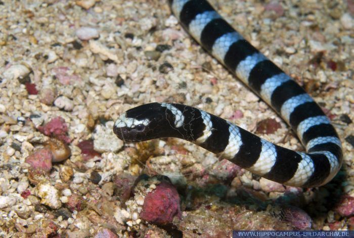 Laticauda Laticauda semifasciata alias Black banded sea krait Hippocampus