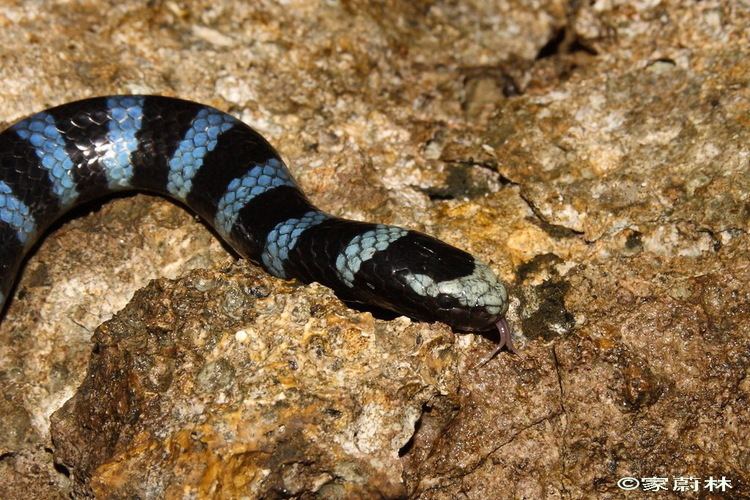 Laticauda laticaudata Laticauda laticaudata Common Sea Krait