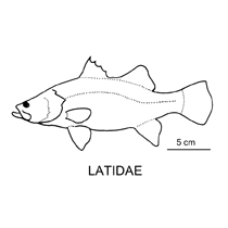 Latidae fishesofaustralianetauimagesfamilylatidaegif